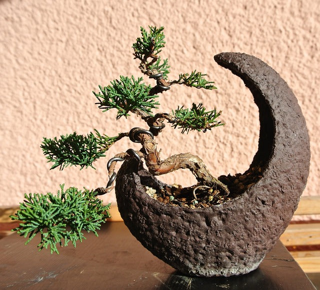 Bonsai