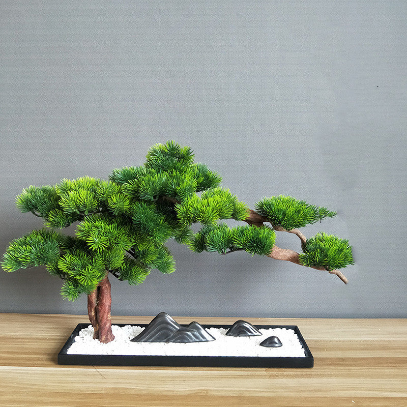 Welcome Pine Bonsai