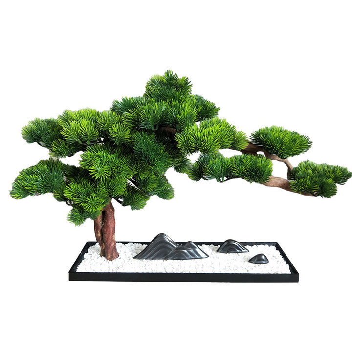 Welcome Pine Bonsai