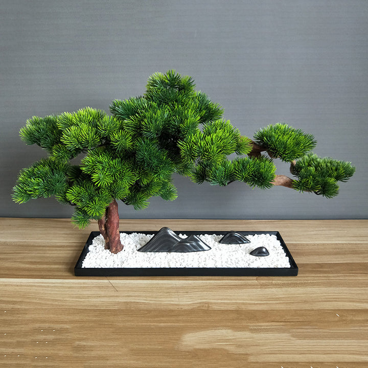 Welcome Pine Bonsai