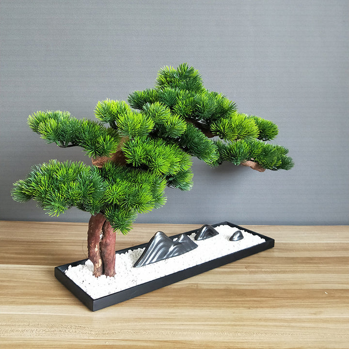 Welcome Pine Bonsai