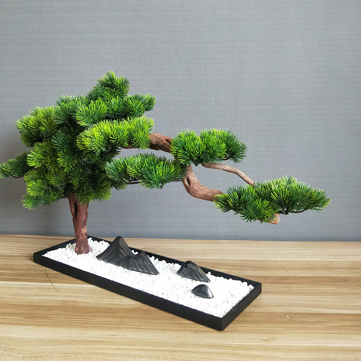 Welcome Pine Bonsai